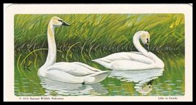 38 Whistling Swan